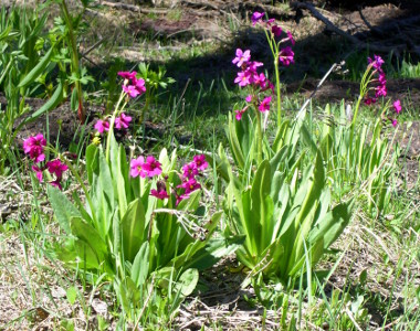 [Plant with a multitude of deep pink five-petaled flowers at the top of each plant stalk. The leaves are long and thick and rise from the base of the plant.]